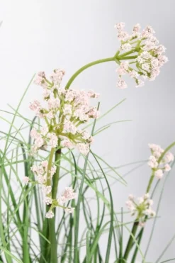 Discount Bizzotto PIANTA ALLIUM C-VASO H60