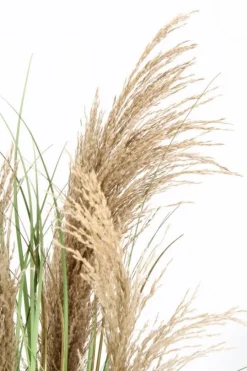 Bizzotto PIANTA AUSTORDERIA PAMPAS C-VASO H90