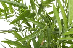 Bizzotto PIANTA BAMBOO C-VASO H130CM