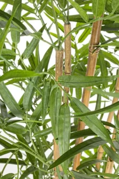 Discount Bizzotto PIANTA BAMBOO C-VASO H155CM