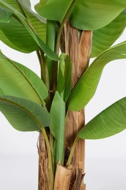 Clearance Bizzotto PIANTA BANANO C-VASO 22FOGLIE H240