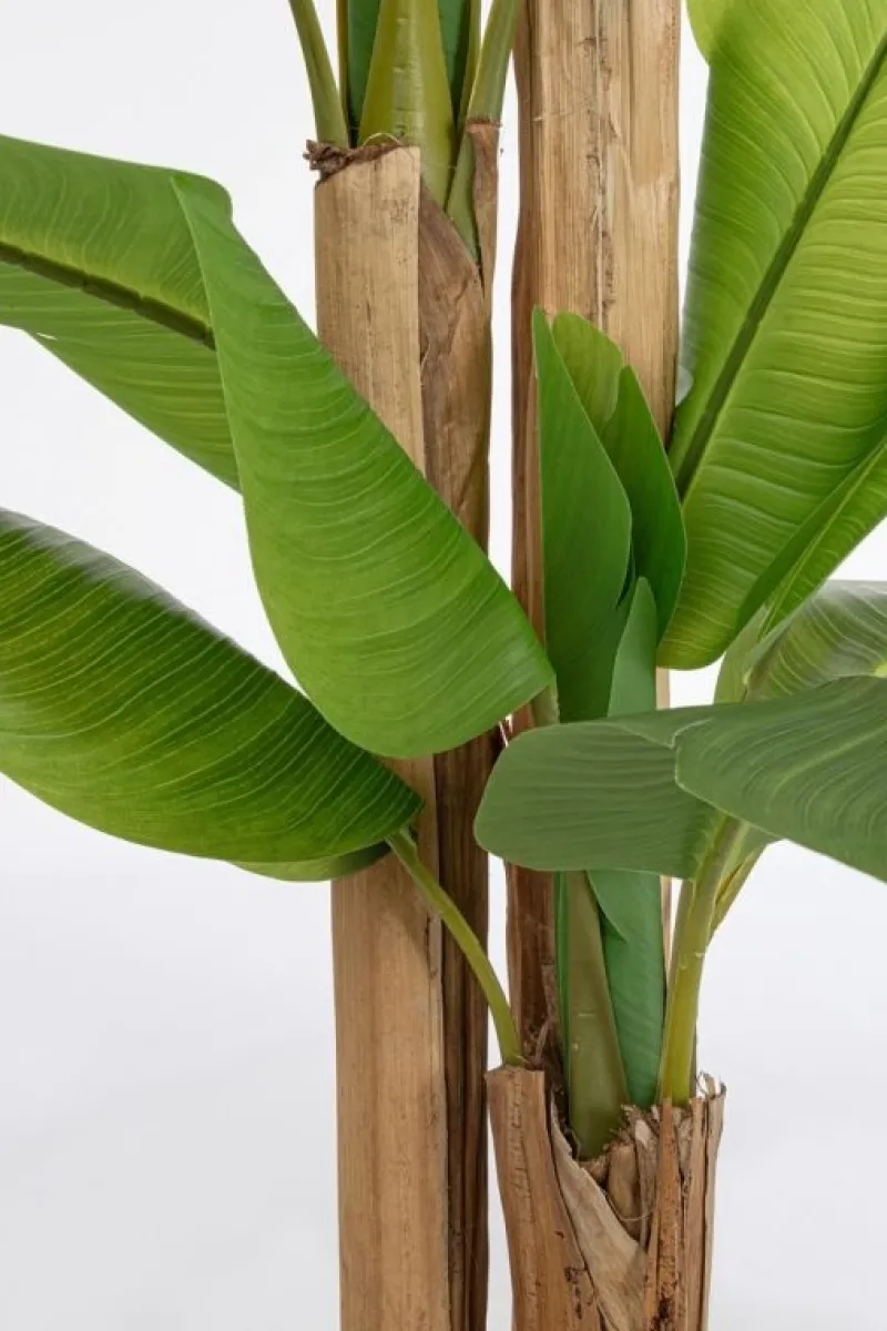 Best Bizzotto PIANTA BANANO C-VASO 24FOGLIE H280