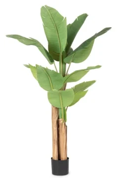 Best Bizzotto PIANTA BANANO C-VASO 13FOGLIE H150