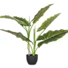 Best Bizzotto PIANTA DIEFFENBACHIA C-VASO 7FOGLIE H78