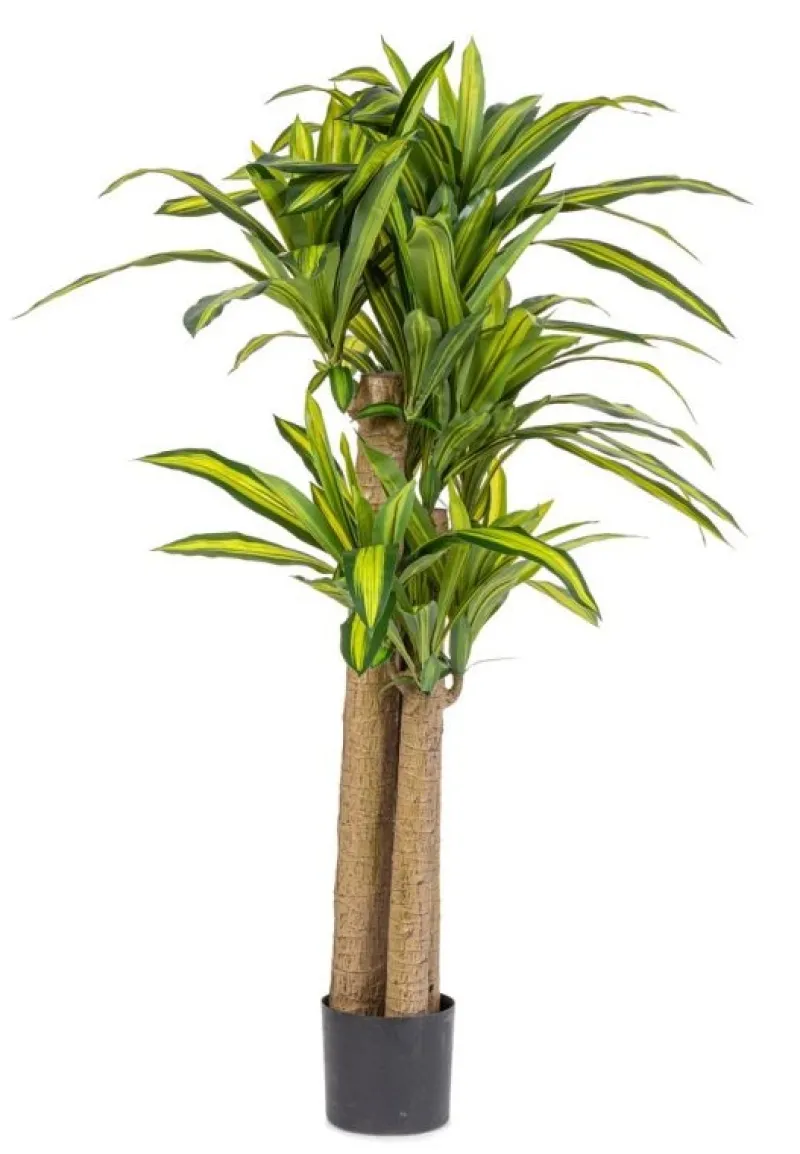Bizzotto PIANTA DRACAENA C-VASO H150