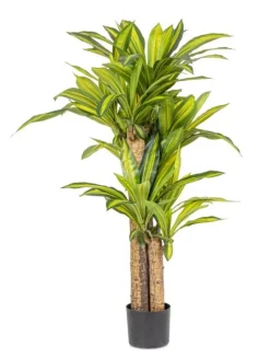 New Bizzotto PIANTA DRACAENA C-VASO H130