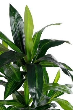 Online Bizzotto PIANTA DRACANEA C-VASO 65FOGLIE H110