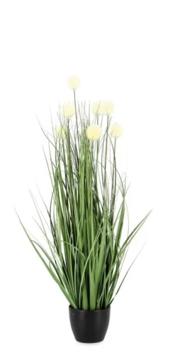 Discount Bizzotto PIANTA ERIOPHORUM BIANCO C-VASO X7F H68