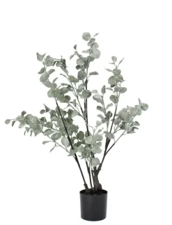 Best Bizzotto PIANTA EUCALIPTO C-VASO H82