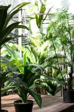 Best Bizzotto PIANTA FELCE C-VASO 75FOGLIE H108