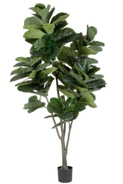 Best Bizzotto PIANTA FICUS LYRATA C-VAS 123FOGLIE H230