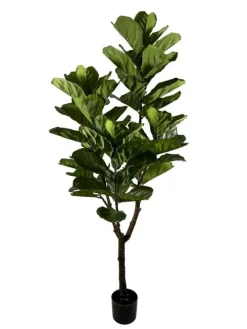 Sale Bizzotto PIANTA FICUS LYRATA C-VASO 60FOGLIE H180