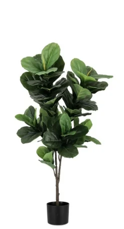 Bizzotto PIANTA FICUS LYRATA C-VASO 72FOGLIE H120
