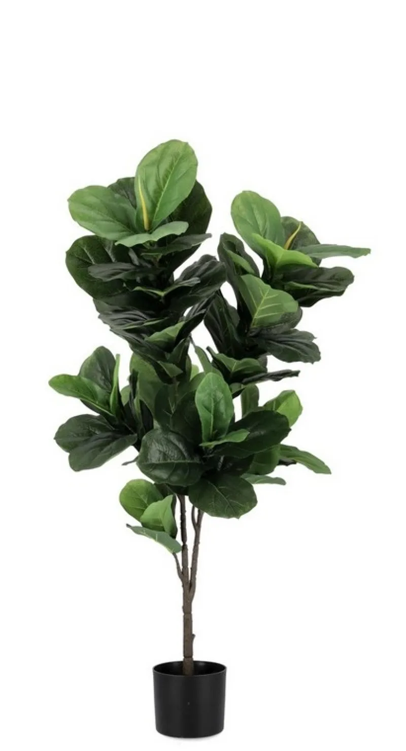 Bizzotto PIANTA FICUS LYRATA C-VASO 72FOGLIE H120
