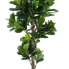 New Bizzotto PIANTA FICUS LYRATA C-VASO 153FOGL H190