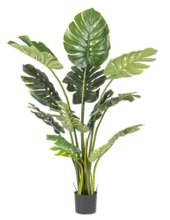 Discount Bizzotto PIANTA FILODENDRO C-VASO 13FOGLIE H150