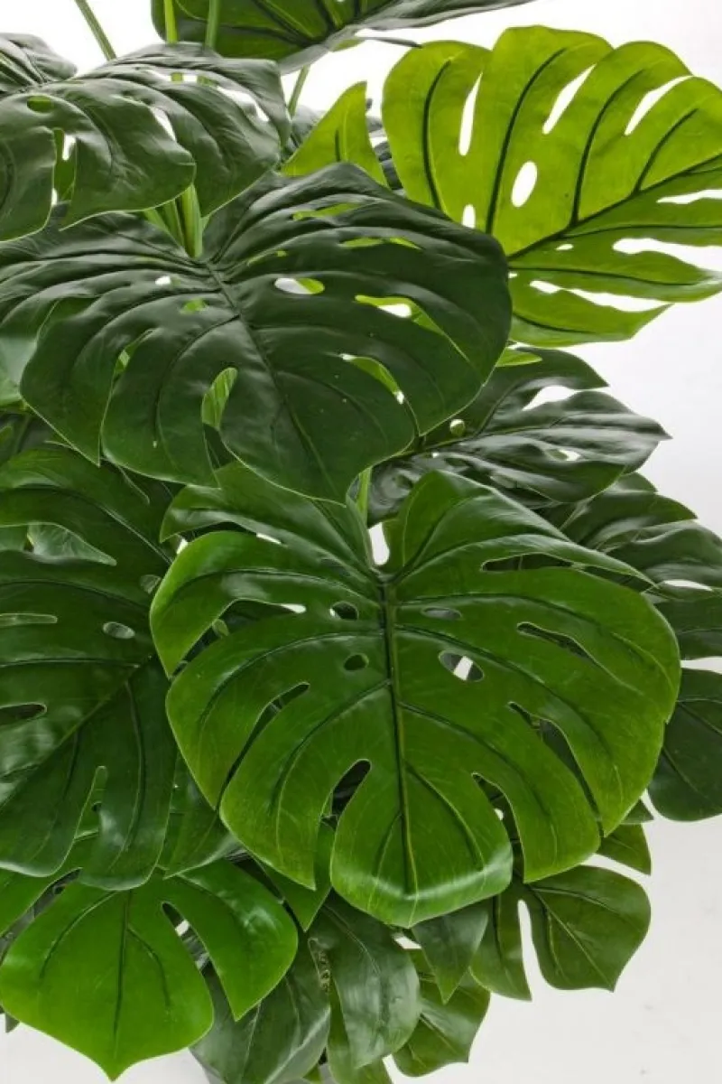 Bizzotto PIANTA FILODENDRO C-VASO 23FOGLIE H120CM