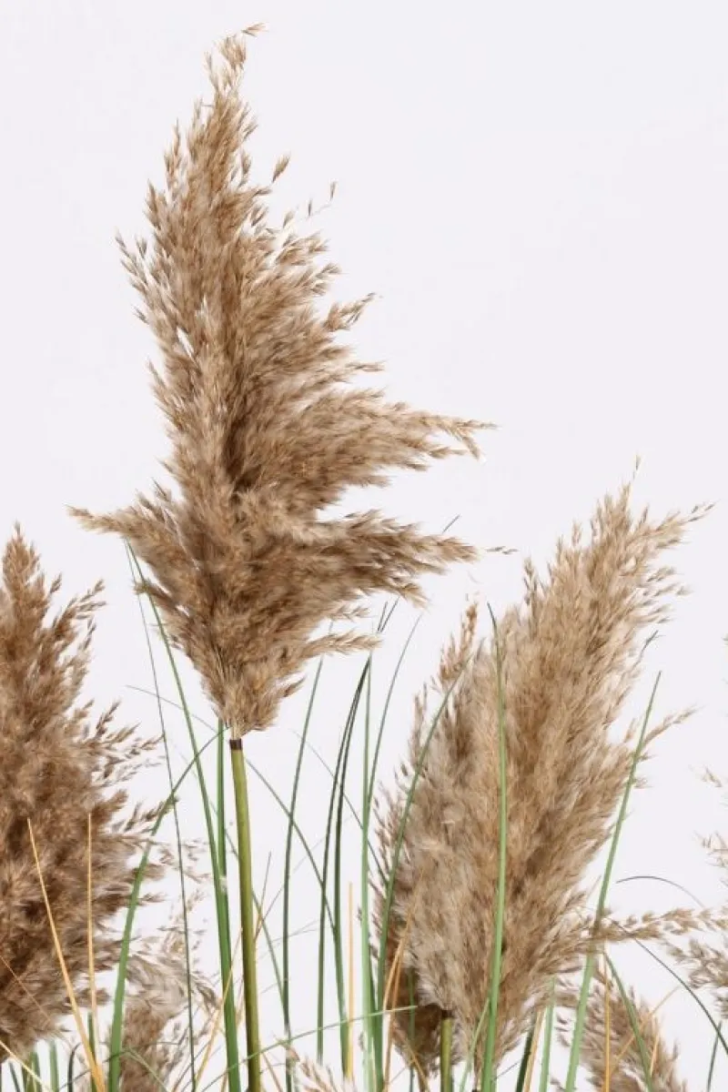 Discount Bizzotto PIANTA GYNERIUM PAMPAS C-VASO H150