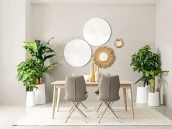 Online Bizzotto PIANTA PACHIRA AQUATICA C-VASO 280F H120