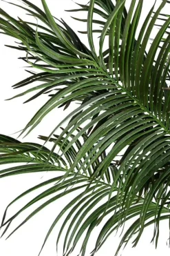 Hot Bizzotto PIANTA PALMA C-VASO 18FOGLIE H210