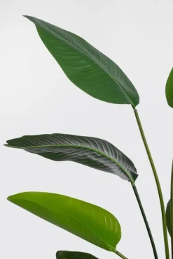 Online Bizzotto PIANTA STRELITZIA C-VASO 10FOGLIE H150