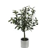 Best Bizzotto PIANTA ULIVO C-VASO H65