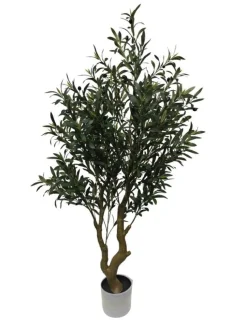 Bizzotto PIANTA ULIVO C-VASO H150