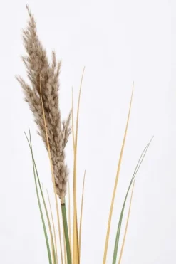 Outlet Bizzotto RAMO GYNERIUM PAMPAS H110